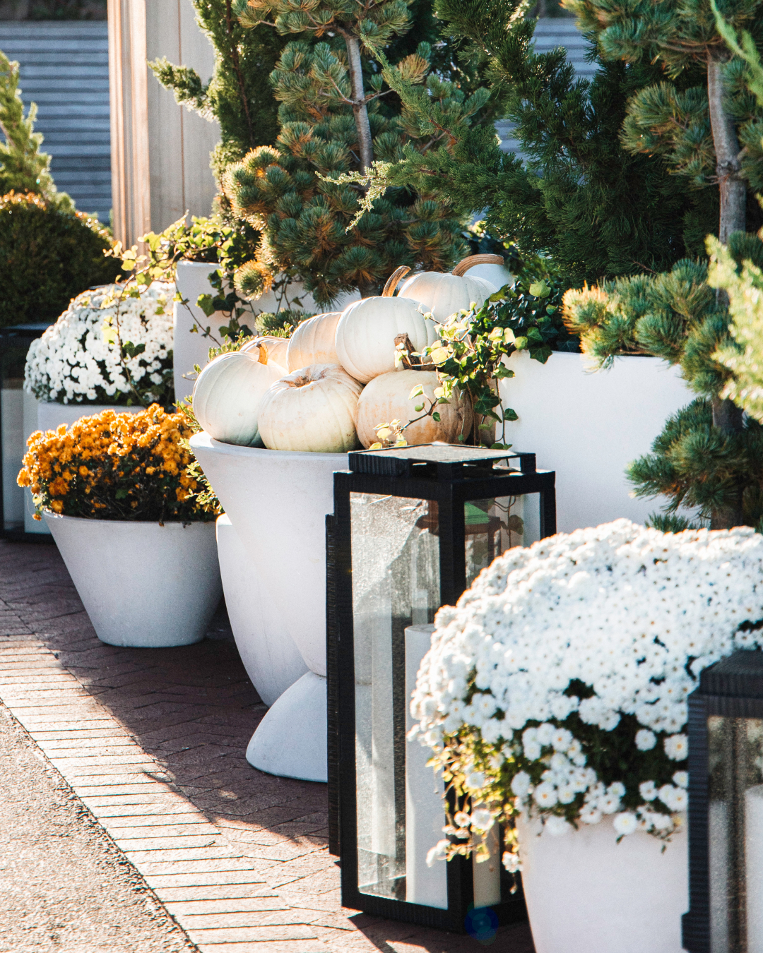 White and orange pumpkins surrounded by green shrubs and yellow flowers in large planters.
